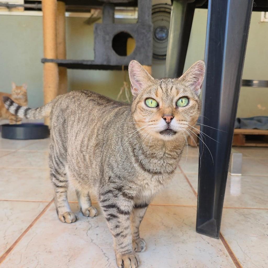 Manhosa, gato de porte médio para adoção em Ribeirão Preto - SP