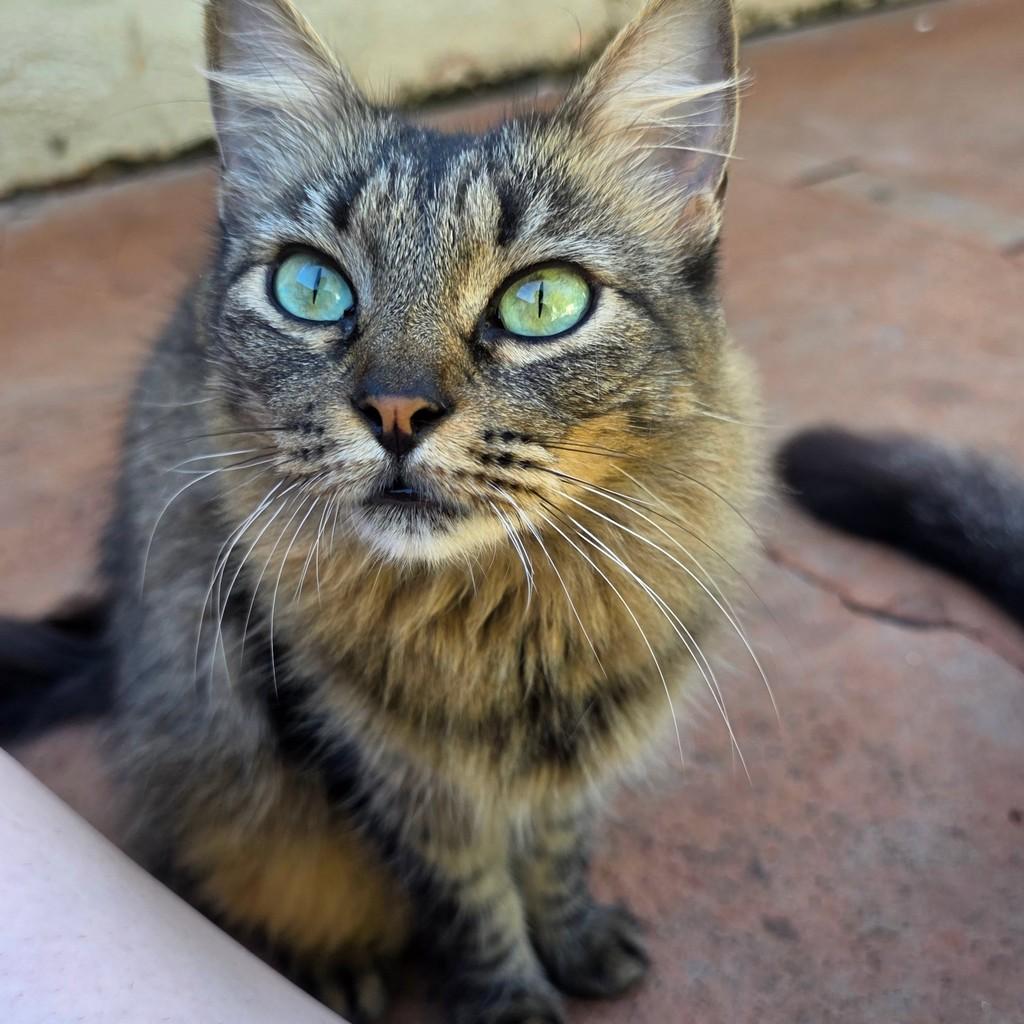 Rabicó, gata de porte médio para adoção em Ribeirão Preto - SP