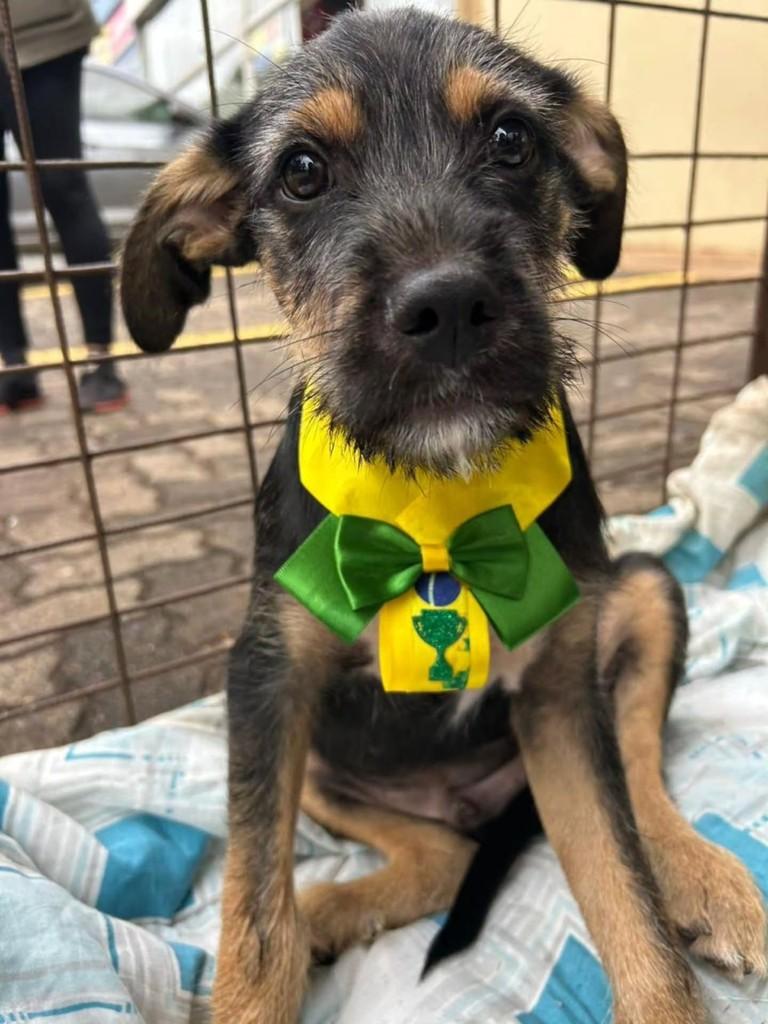 Michael, cachorro de porte pequeno para adoção em Ribeirão Preto - SP