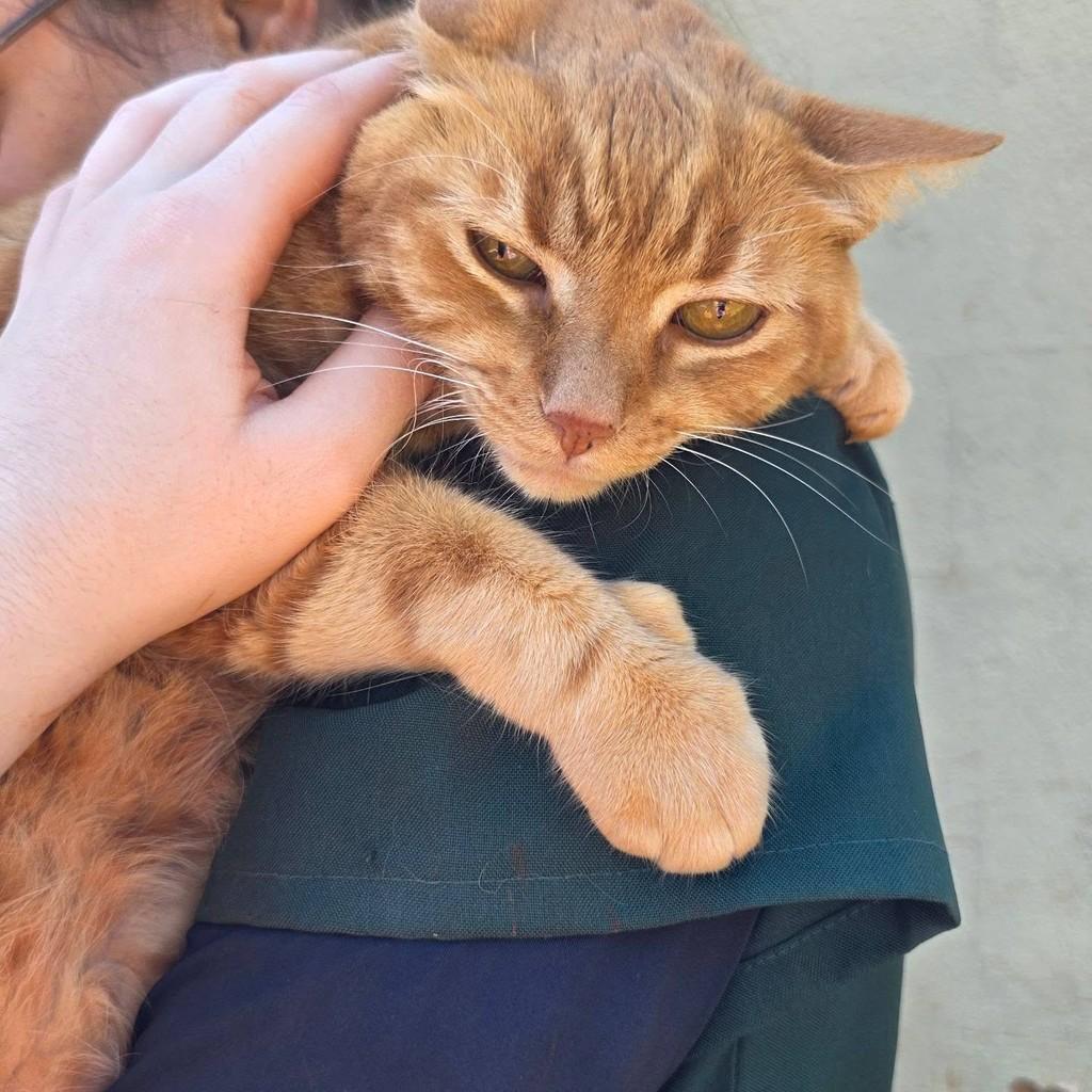 Oncinha, gato de porte pequeno para adoção em Ribeirão Preto - SP
