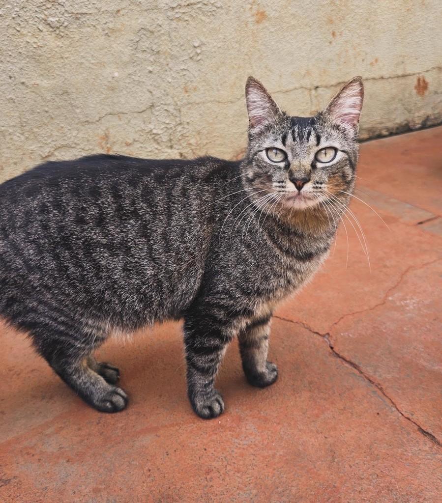 Tiririca, gata de porte médio para adoção em Ribeirão Preto - SP