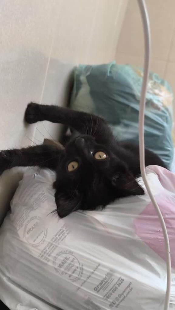 Peluda, gata de porte pequeno para adoção em Itabuna - BA