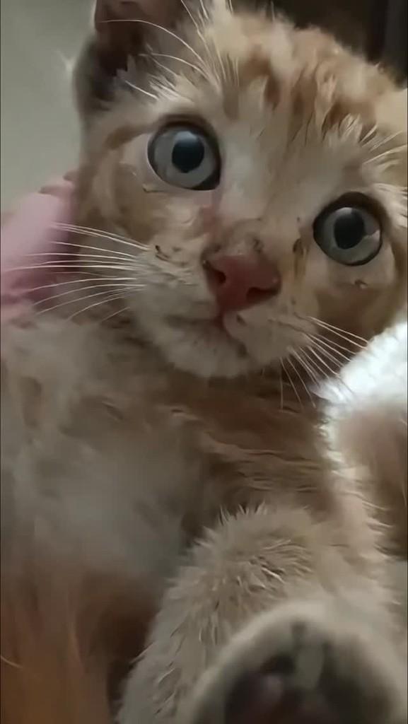 Ruivinho, gato de porte pequeno para adoção em Brasília - DF