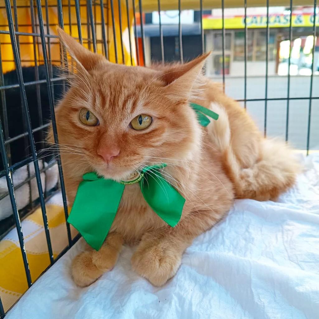 Gengibre, gato para adoção em Brasília - DF