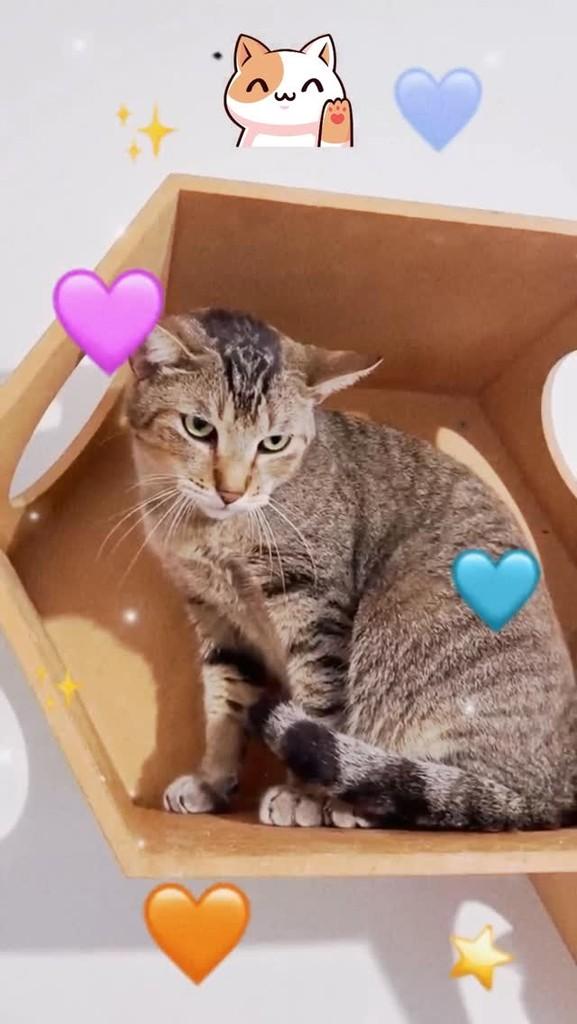 Ciro, gato para adoção em Brasília - DF