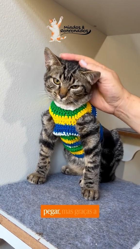 Tupi, gato de porte pequeno para adoção em Brasília - DF