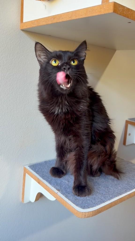 Nero, gato de porte médio para adoção em Brasília - DF
