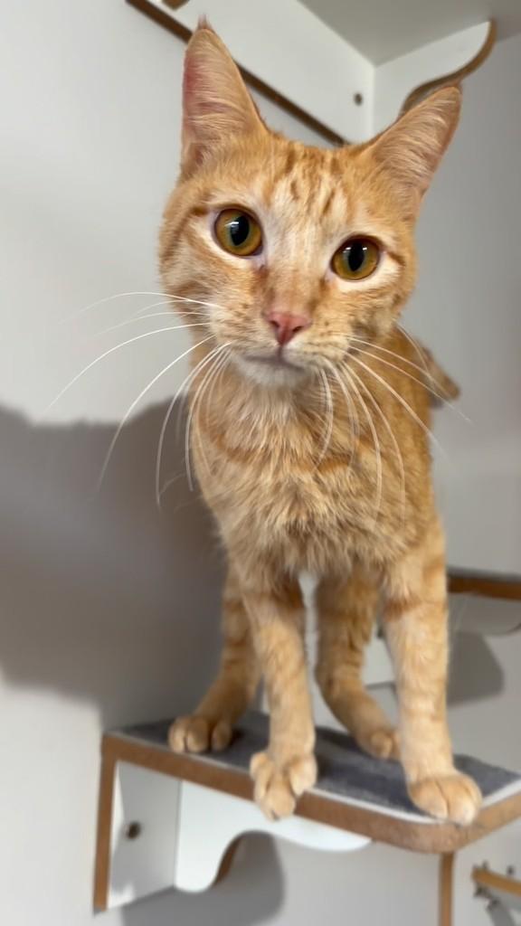 Thor, gato de porte pequeno para adoção em Brasília - DF