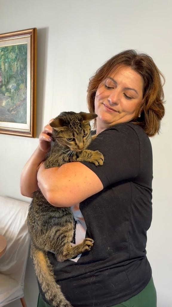 Zé, gato de porte médio para adoção em Brasília - DF