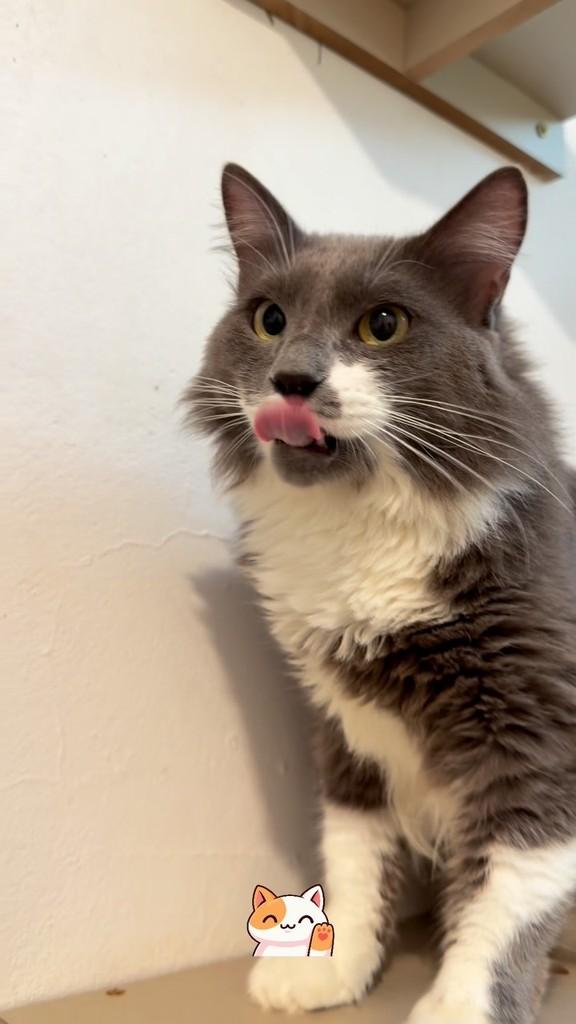 Yuri, gato de porte médio para adoção em Brasília - DF