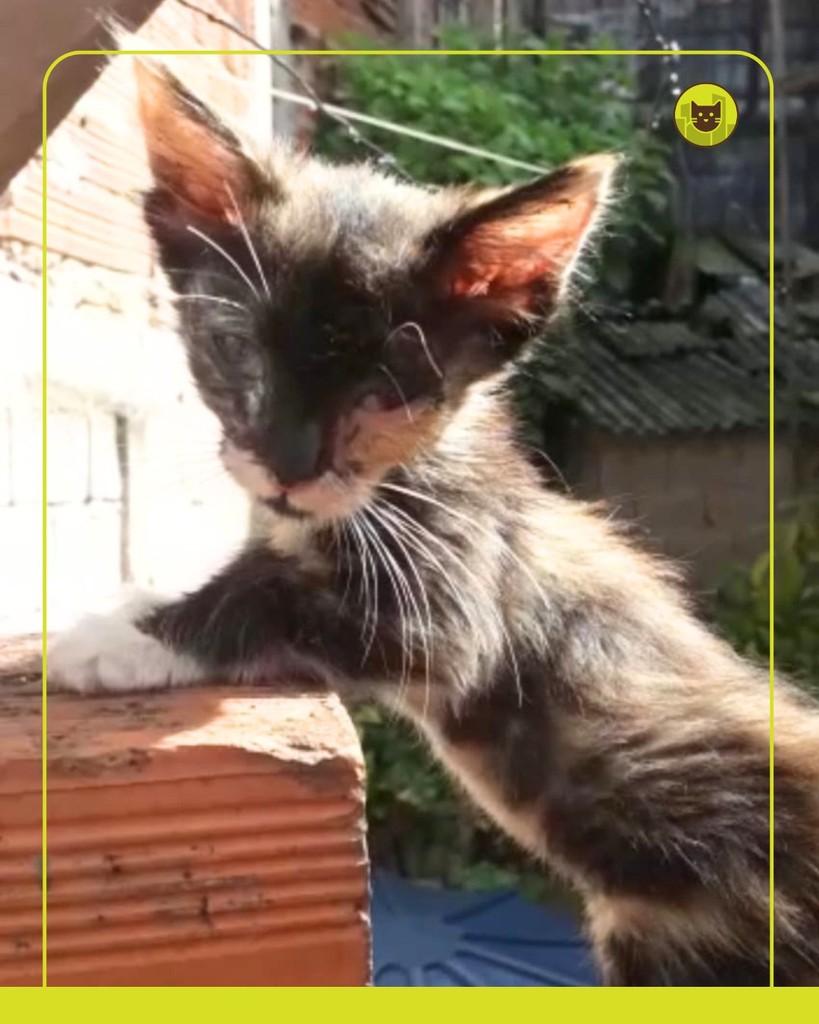 Nala, gata de porte pequeno para adoção em São Paulo - SP