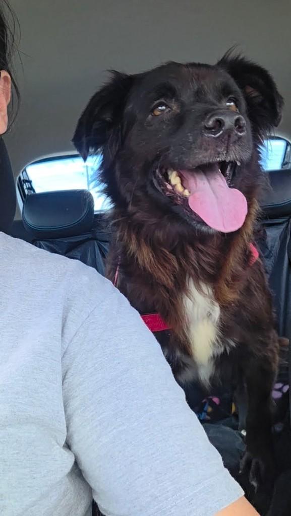 Belchior, cachorro de porte médio para adoção em Itapetininga - SP