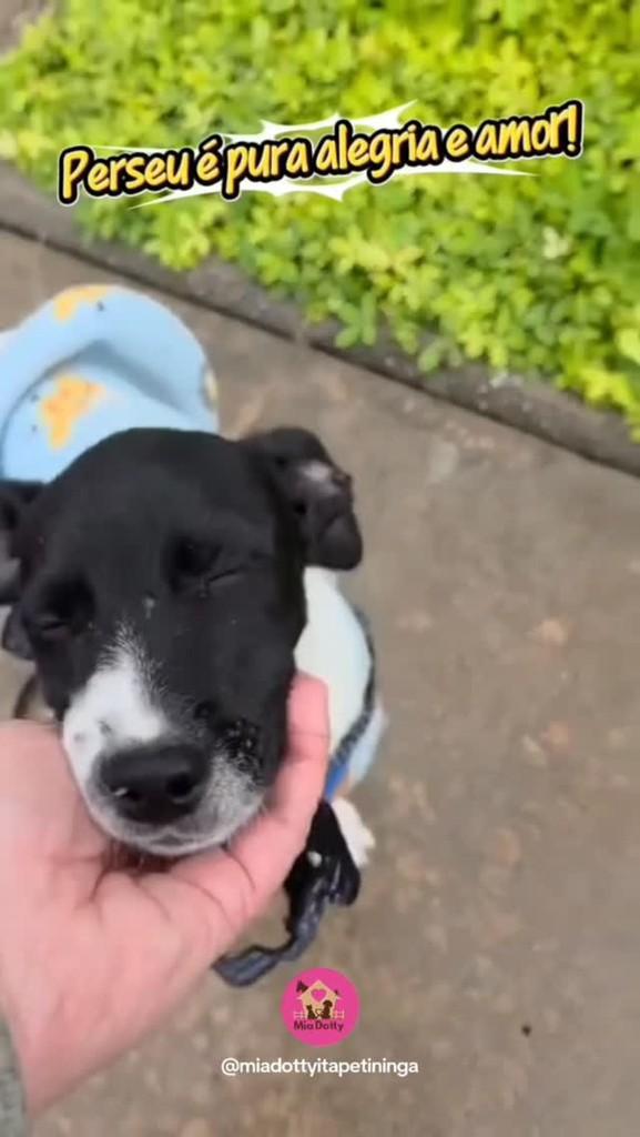 Perseu, cachorro de porte pequeno para adoção em Itapetininga - SP