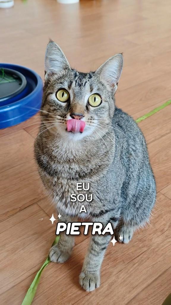 Pietra, gato de porte pequeno para adoção em Guaporé - RS