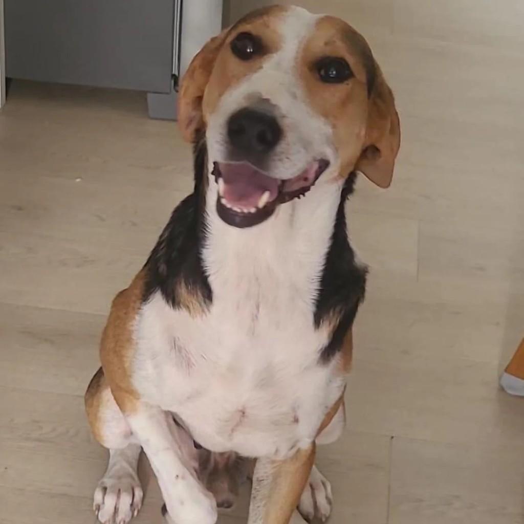 Príncipe, cachorro de porte médio para adoção em Florianópolis - SC
