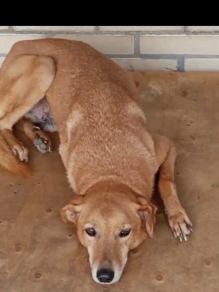 Bento, cachorro de porte grande para adoção em Florianópolis - SC
