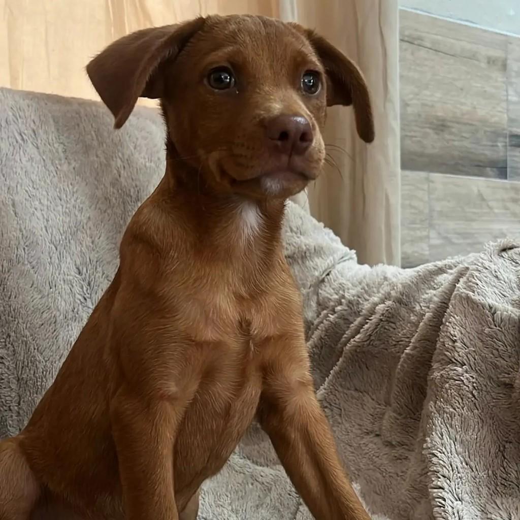 Greg, cachorro de porte médio para adoção em Florianópolis - SC
