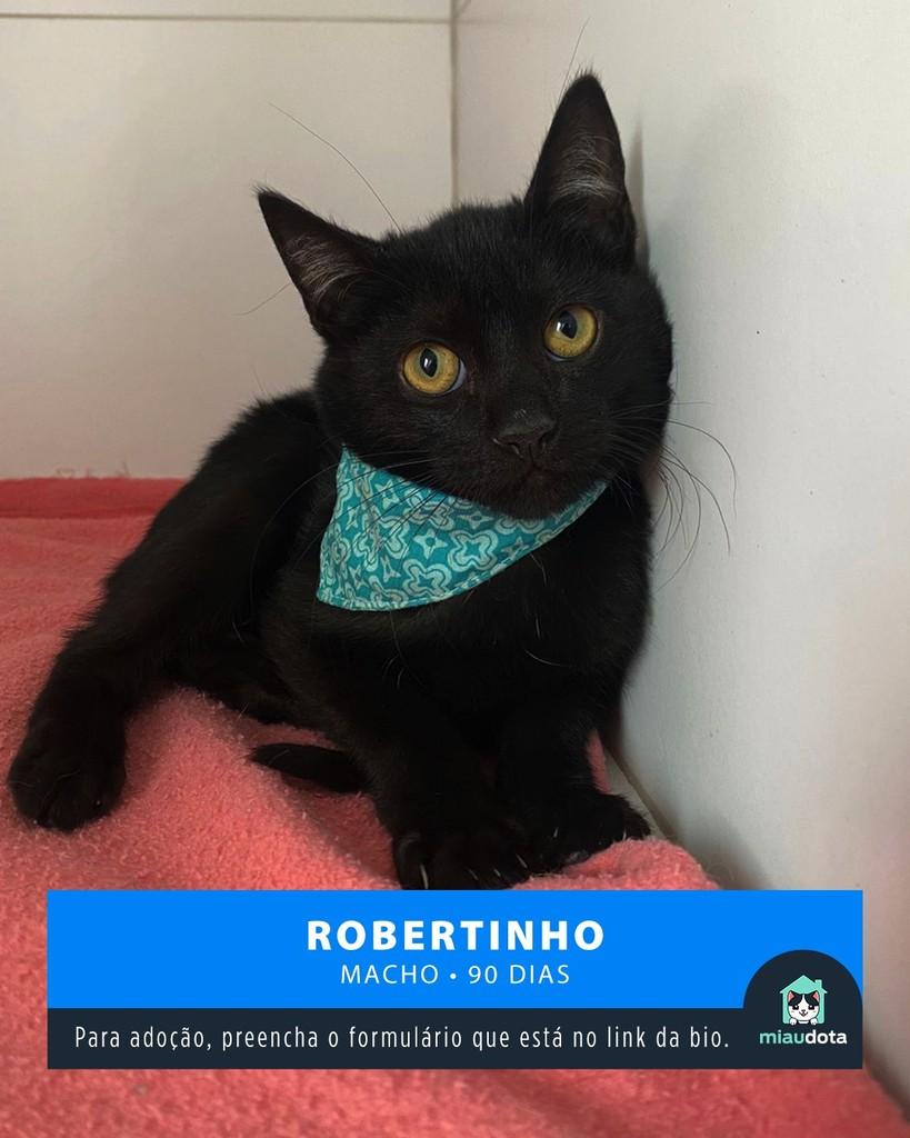Cremoso, gato de porte pequeno para adoção em Campinas - SP
