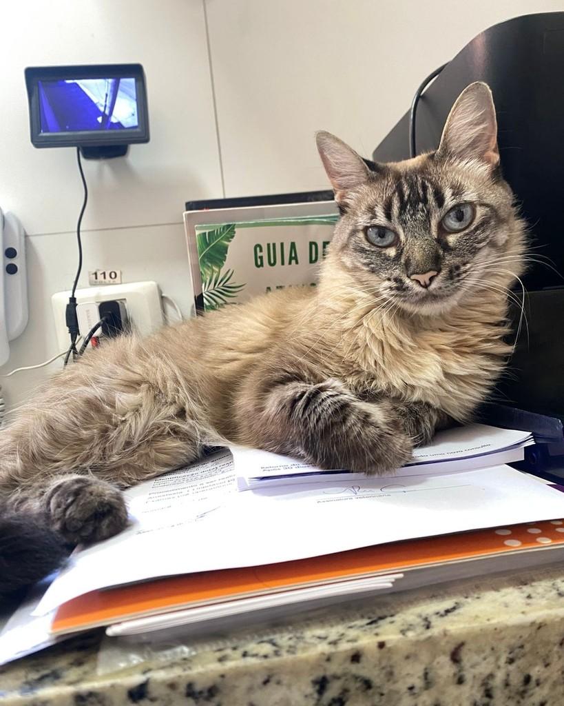 Cremilda, gata de porte médio para adoção em Campinas - SP