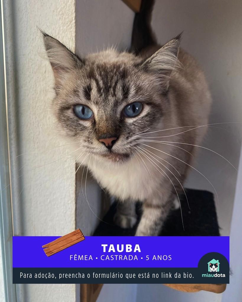 Tauba, gata para adoção em Campinas - SP