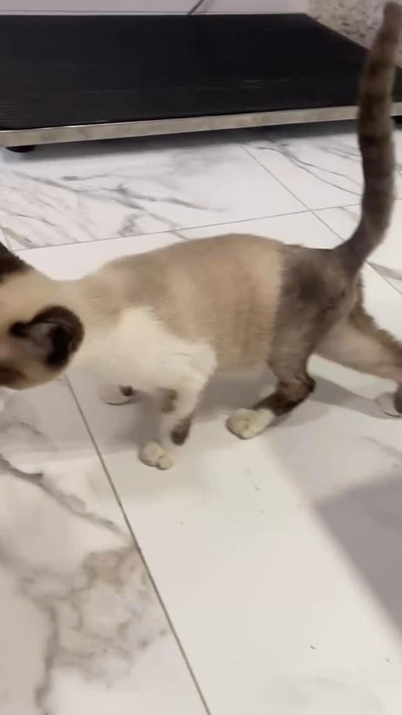 Artemis, gato de porte pequeno para adoção em Campinas - SP