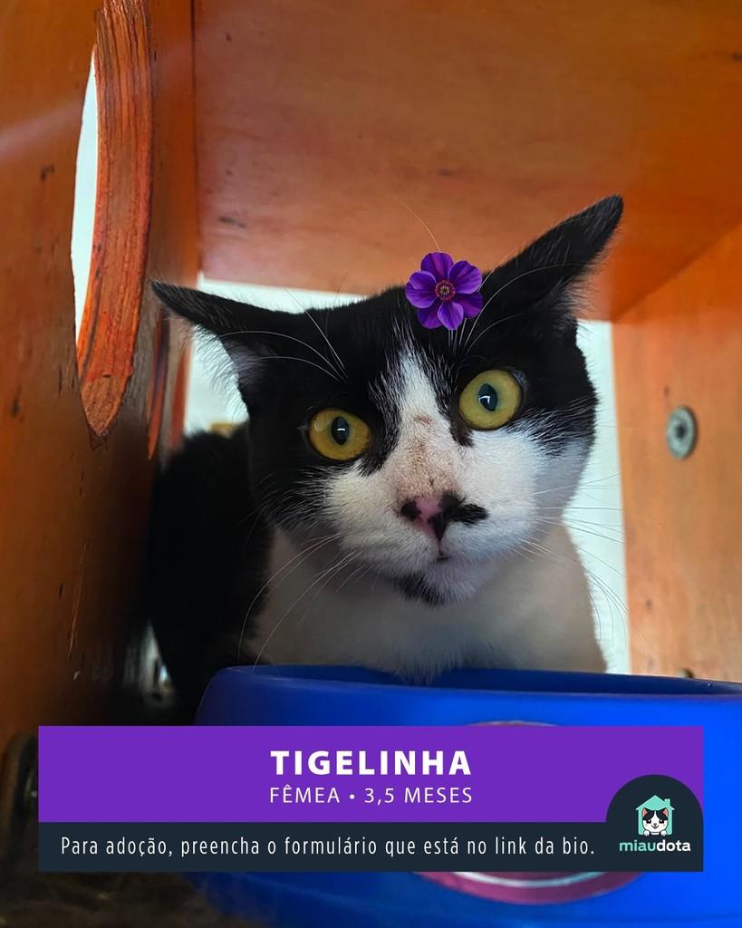 Tigelinha, gato para adoção em Campinas - SP