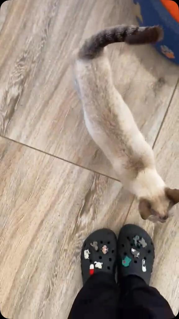 Adoçante, gato de porte pequeno para adoção em Campinas - SP