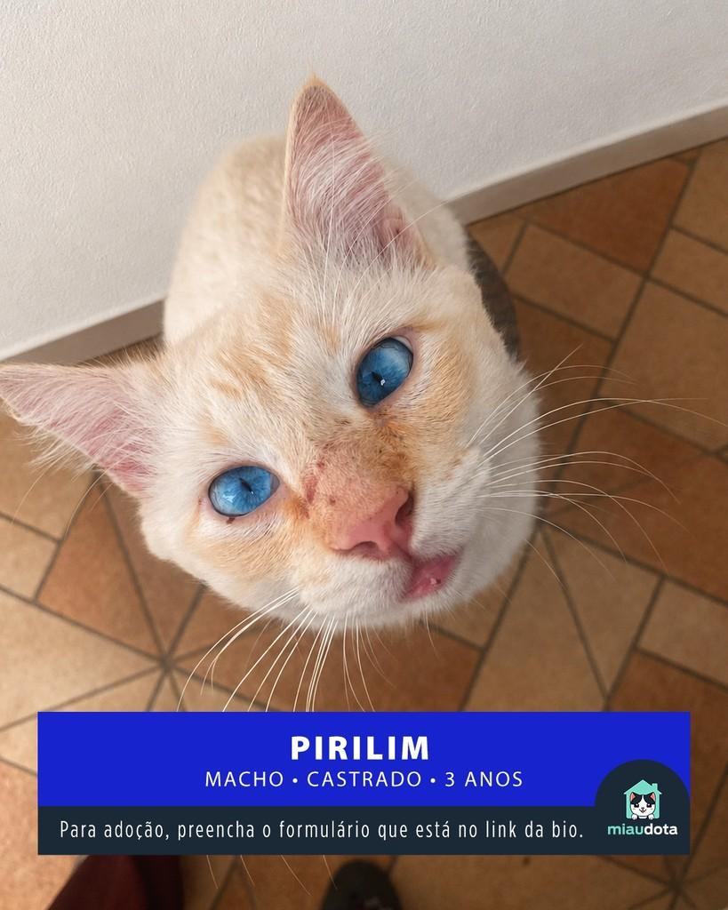 Pirilim, gato para adoção em Campinas - SP
