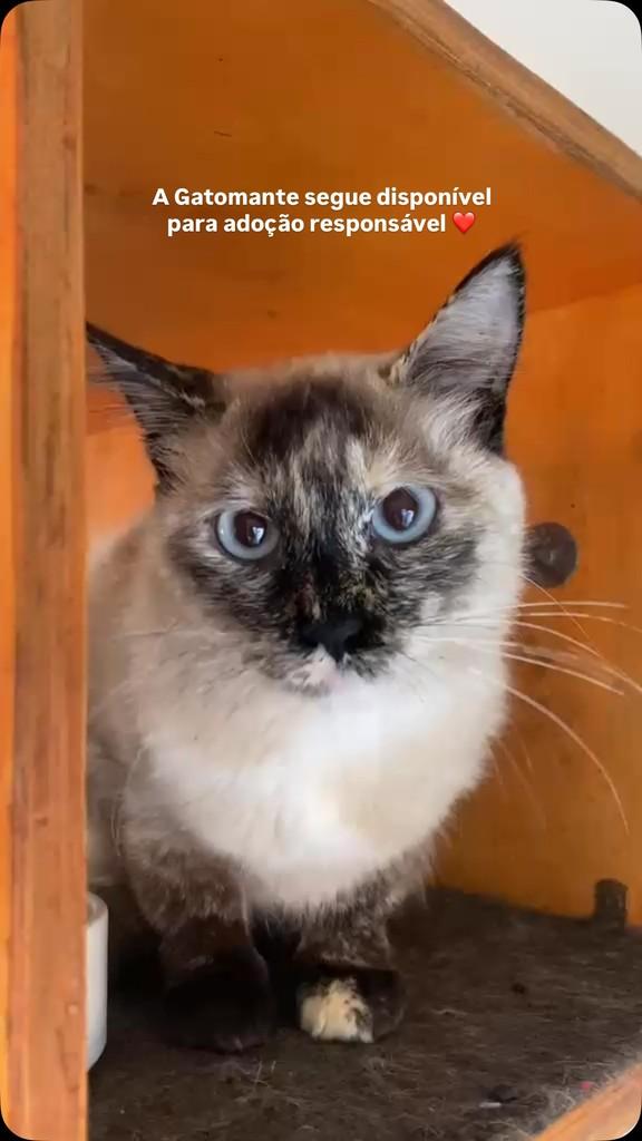 Gatomante, gata de porte pequeno para adoção em Campinas - SP