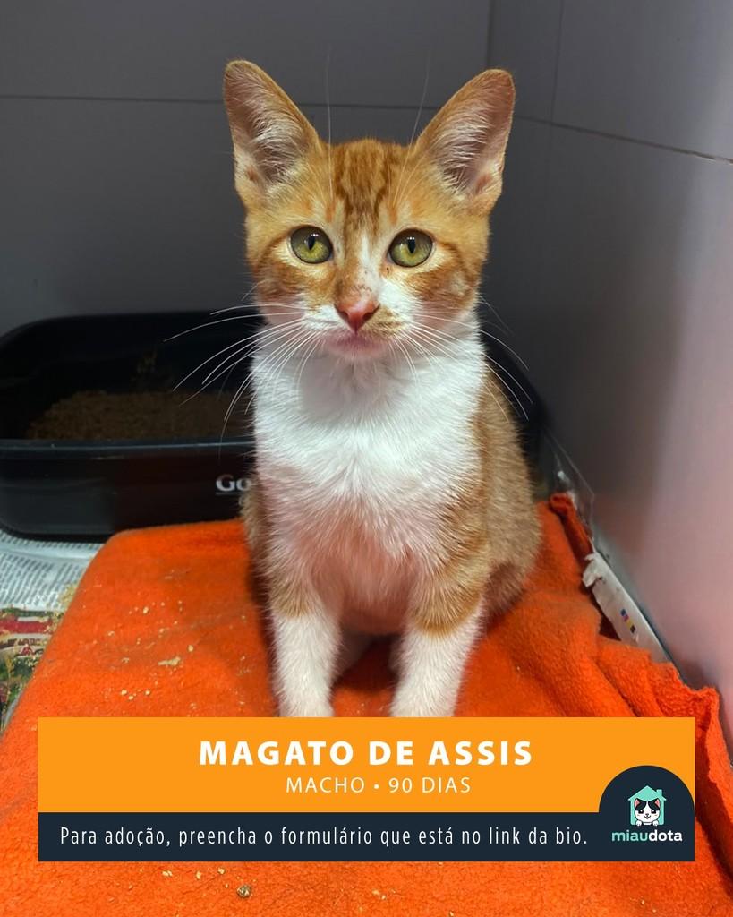 Magato de Assis, gato de porte pequeno para adoção em Campinas - SP