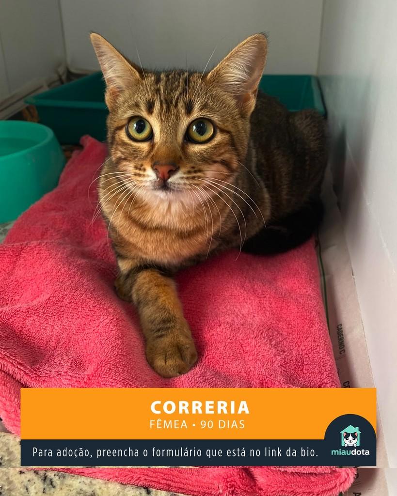 Correria, gata de porte pequeno para adoção em Campinas - SP