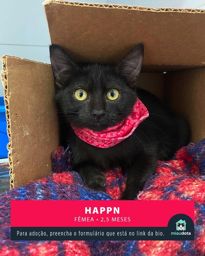 Happn, gato de porte pequeno para adoção em Campinas - SP