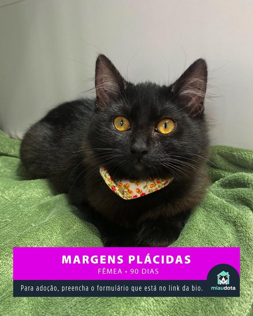 Margens Plácidas, gato de porte pequeno para adoção em Campinas - SP