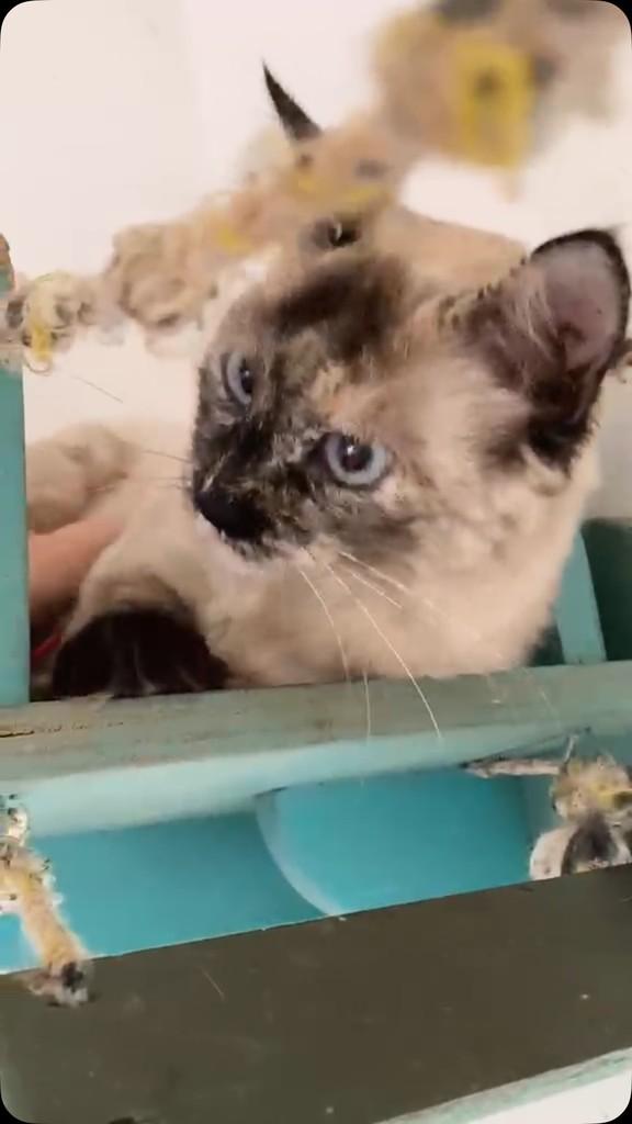 Nadinha, gata para adoção em Campinas - SP