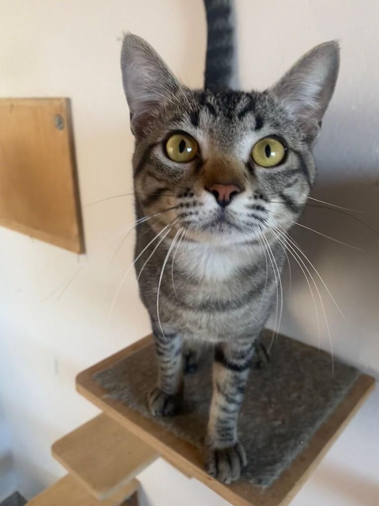 Miaurélio, gato de porte pequeno para adoção em Campinas - SP