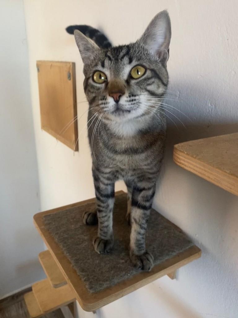 Miaurélio, gato de porte pequeno para adoção em Campinas - SP — foto 2 de 2