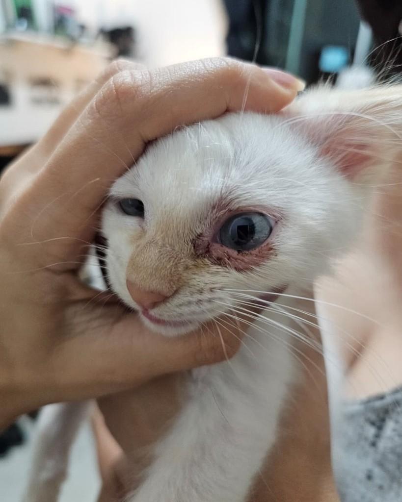 Plot Twist, gato de porte pequeno para adoção em Campinas - SP