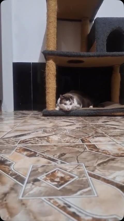 Mustafá, gato de porte médio para adoção em Campinas - SP