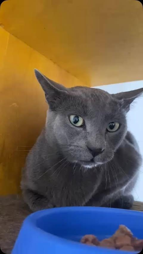 Título de Eleitor, gato de porte médio para adoção em Campinas - SP