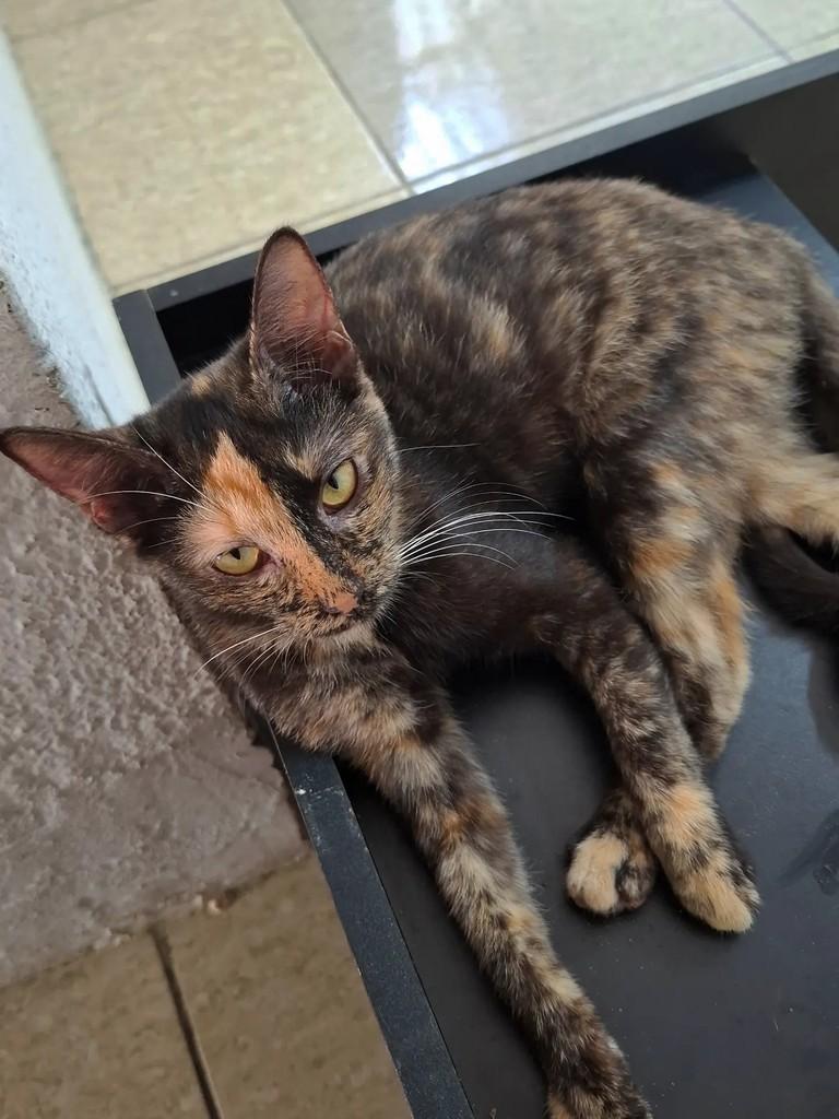 Quinha, gata de porte pequeno para adoção em Fortaleza - CE