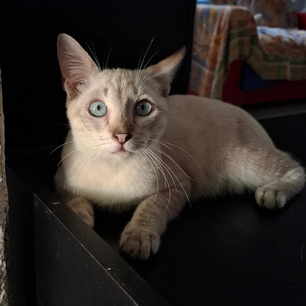 Cesinha, gato de porte pequeno para adoção em Fortaleza - CE