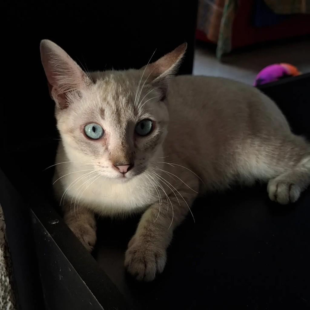 Cesinha, gato de porte pequeno para adoção em Fortaleza - CE — foto 2 de 4