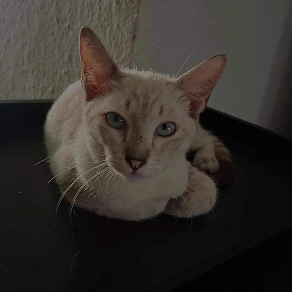 Cesinha, gato de porte pequeno para adoção em Fortaleza - CE — foto 3 de 4