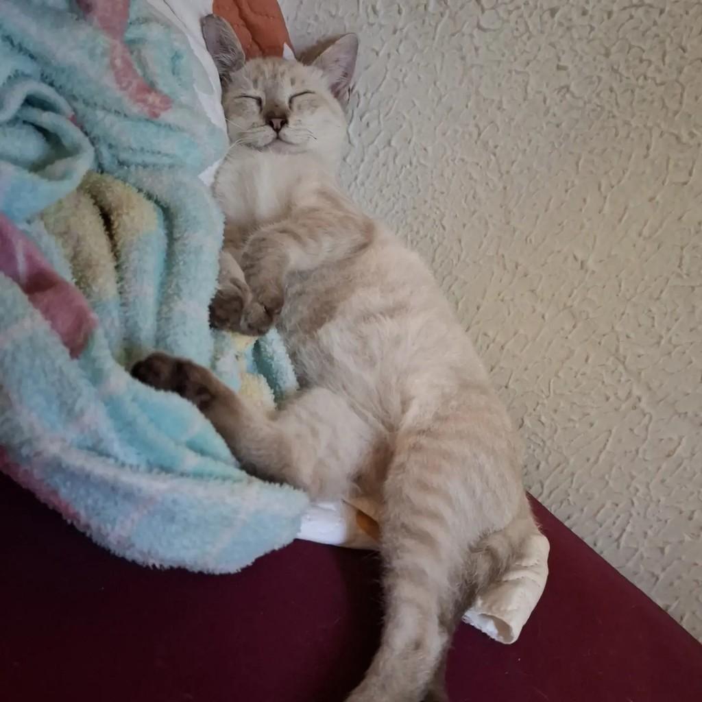 Cesinha, gato de porte pequeno para adoção em Fortaleza - CE — foto 4 de 4
