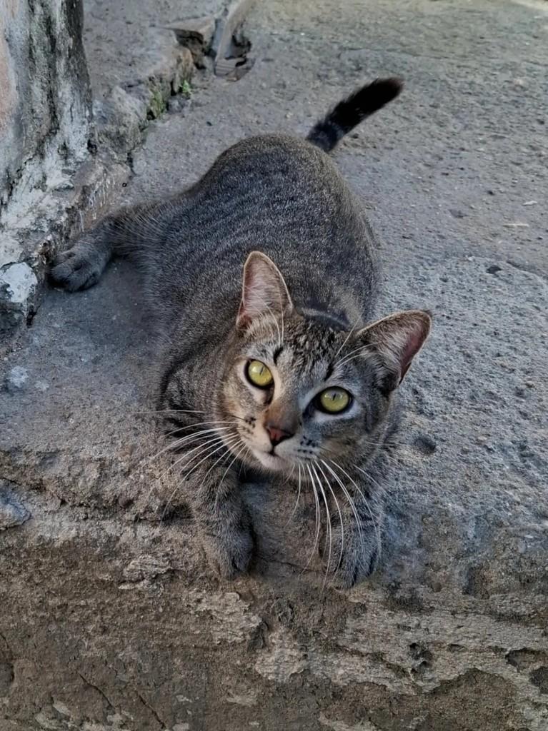 Sabrino, gato de porte médio para adoção em Fortaleza - CE