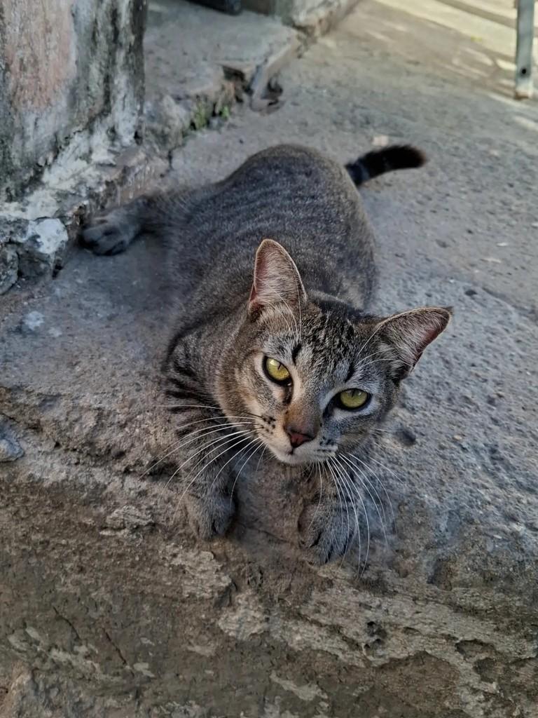 Sabrino, gato de porte médio para adoção em Fortaleza - CE — foto 2 de 4