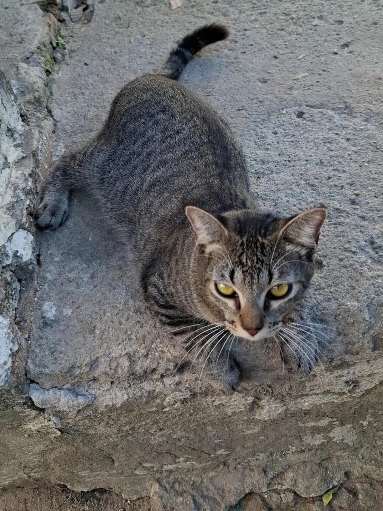 Sabrino, gato de porte médio para adoção em Fortaleza - CE — foto 3 de 4