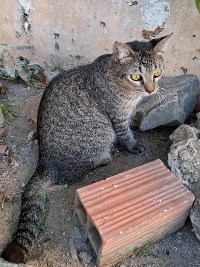 Sabrino, gato de porte médio para adoção em Fortaleza - CE — foto 4 de 4