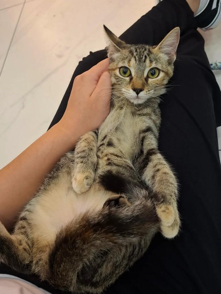 Lindinha, gata de porte pequeno para adoção em Fortaleza - CE