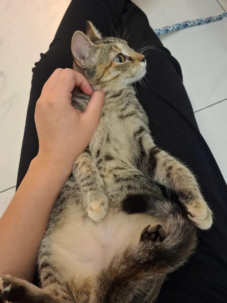 Lindinha, gata de porte pequeno para adoção em Fortaleza - CE — foto 2 de 2